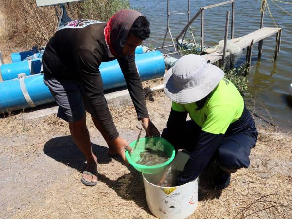 Pese a no tener Tratado de Libre Comercio (TLC), Taiwán compra más camarón a Honduras que China.