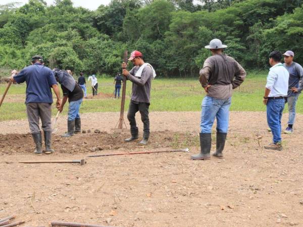 Las autoridades de la Secretaría de Agricultura y Ganadería SAG, ejecutan acciones con los agricultores para que realicen el proceso de siembra de granos básicos en los sectores donde se van a generar lluvias.