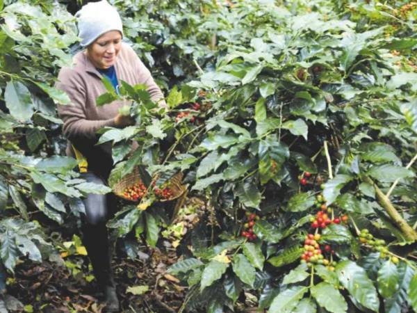 El aromático es el principal rubro de producción nacional y de exportación del país, generando mas de 2,148 millones de dólares en divisas.