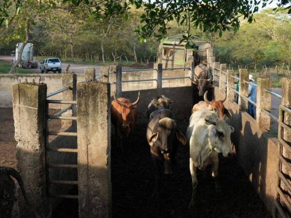 Los productores de ganado de varios departamentos de Honduras, son capacitados para atender y prevenir el gusano barrenador que afecta el ganado.