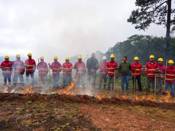 Autoridades forestales lanzaron la campaña “Héroes del Bosque” y la Alcaldía del Distrito Central reportó la siembra de más de 600 mil árboles como parte de su plan ambiental.