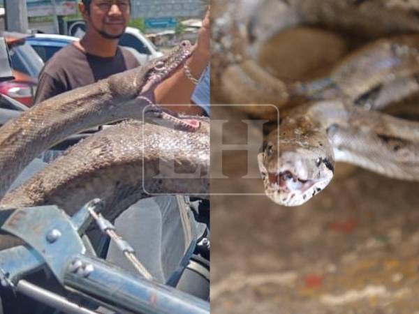Luego de ser hallada dentro de un vehículo importado desde Estados Unidos hasta un yonker ubicado en la carretera CA-5, a la altura de la colonia El Carrizal, en Comayagüela, ciudad que junto a Tegucigalpa conforman la capital de Honduras. La serpiente tipo boa finalmente será liberada.