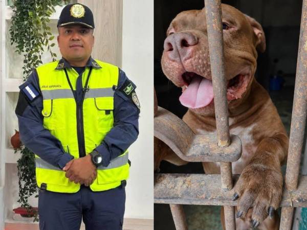 El caso del perro Zeus, pitbull que habría matado a su dueño en la colonia Hato de Enmedio en Tegucigalpa, ha dado un giro en las últimas horas con relación a la situación de la mascota. Esto hará la Policía con él.
