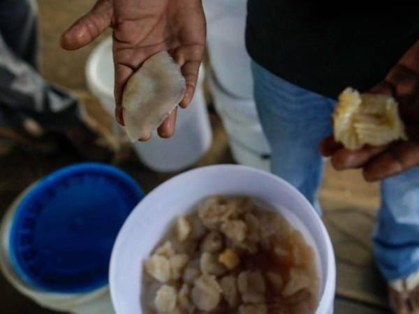 Las medusas son extraídas de su hábitat natural para ser exportadas a países asiáticos, donde son utilizadas por su alto contenido de colágeno.