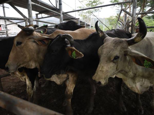 Para las autoridades es sorprendente que la enfermedad esté en las principales ciudades.