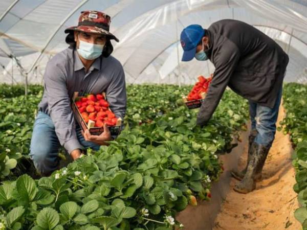 Los hondureños trabajan en el sector agrícola, específicamente en el corte de fresas en la provincia de Huelva, Andalucía, al sur de España.