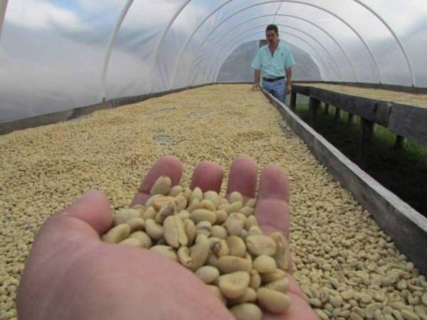 El precio promedio de exportación de café por saco se ha reducido en 9%, siendo a la fecha de $322.91 que implica $31.80 menos que el mismo período del ciclo anterior.