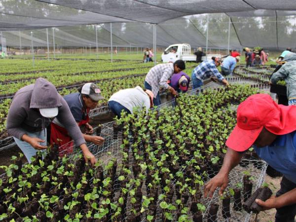 Para lograr aumentar la producción las autoridades disponen de cinco megaviveros de plátulas de caf ubicados en los departamentos de Copán, Yoro, Comayagua, Francisco Morazán y Olancho.