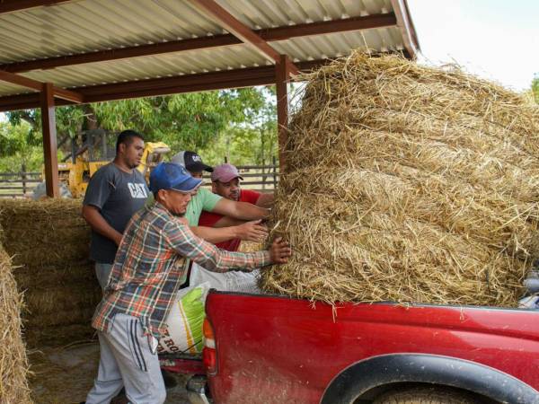 Alrededor de 50 ganaderos del municipio de Guaimaca, Francisco Morazán, fueron beneficiados con la entrega de alimento para el ganado.
