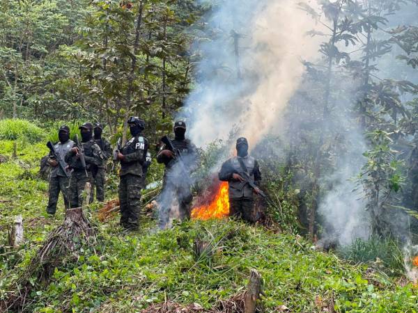 Equipos de las Fuerzas Armadas y Dirección de Lucha Contra el Narcotráfico (DLCN), erradicaron las dos plantaciones de arbustos de hoja de hoja de coca en un sector montañoso en el municipio de Olanchito.