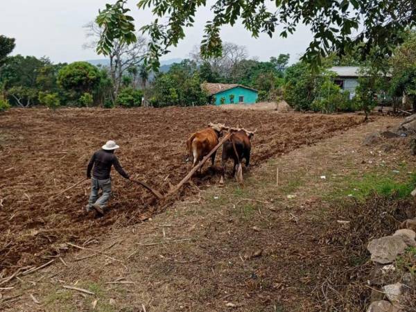 La siembra de primera podría retrasarse hasta una semana debido a la falta de lluvias, al menos eso fue lo que dijo Cenaos.