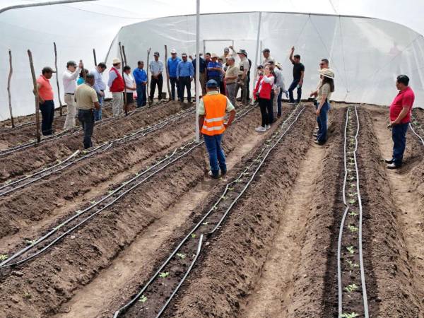 Los productores de hortalizas y café de La Esperanza, Intibucá, y autoridades de la SAG realizaron un recorrido de campo donde se realizan las inversiones con nuevas tecnologías.
