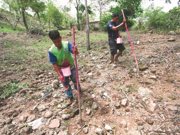 La sequía provocó la pérdida total de los cultivos de subsistencia en varias zonas del corredor seco.