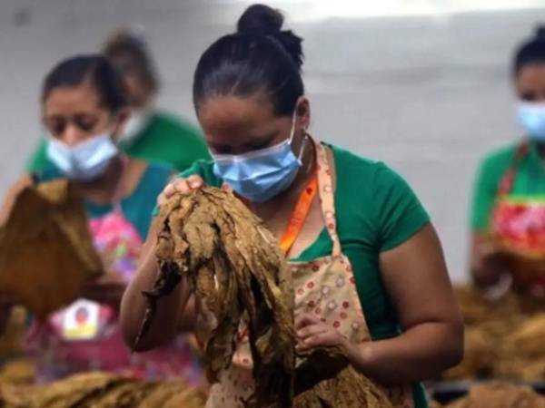 La Embajada indicó además que la demanda del mercado chino de puros de alta calidad está en constante crecimiento.