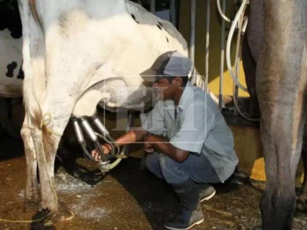 Productores de leche alertan sobre una posible crisis ante la prolongada sequía que afecta al sector agropecuario.