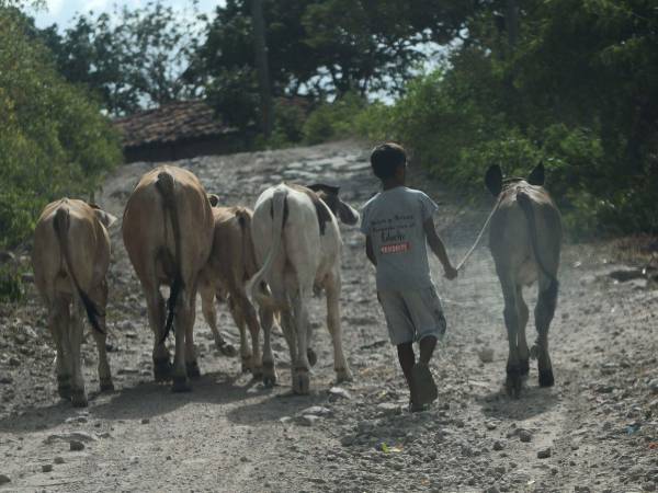 Los afectados recurren a vender el ganado, debido a la falta de agua y comida.