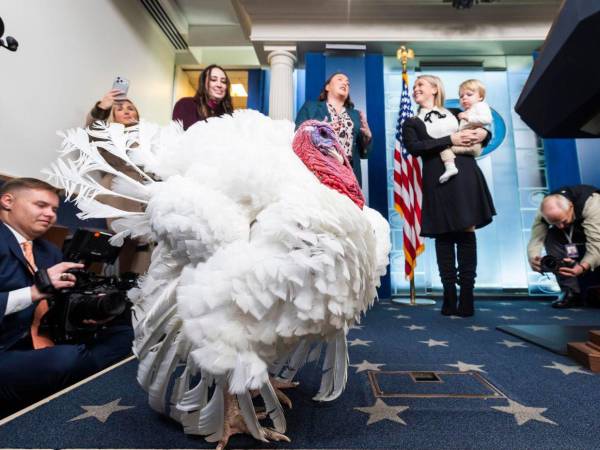 Las dos aves afortunadas son Gobble (engullir, en inglés) y Waddle (pavonearse), nacidas en julio en una granja de Carolina del Norte y que pesan 52 y 50 libras (24 y 23 kilos), respectivamente.