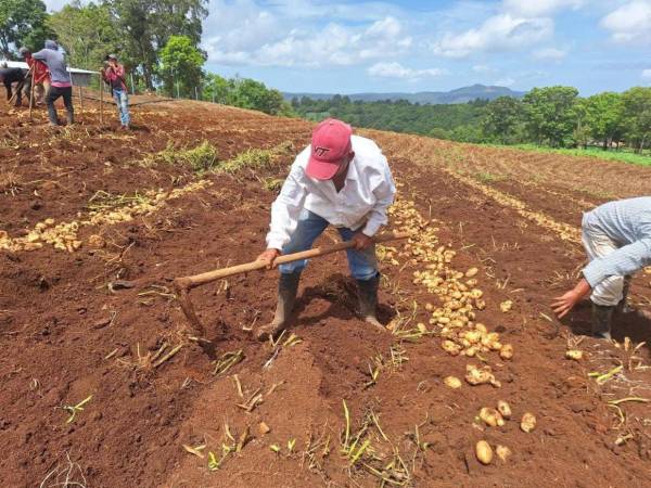 Las autoridades gubernamentales y los productores de papa y cebolla buscan fortalecer la producción y comercialización de ambos productos a nivel nacional.