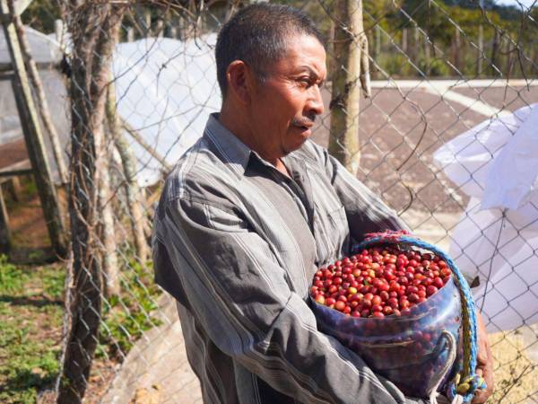 La capacitación sobre café de especialidad es importante para al caficultor, porque le abre la oportunidad de obtener diferenciales sobre el precio.
