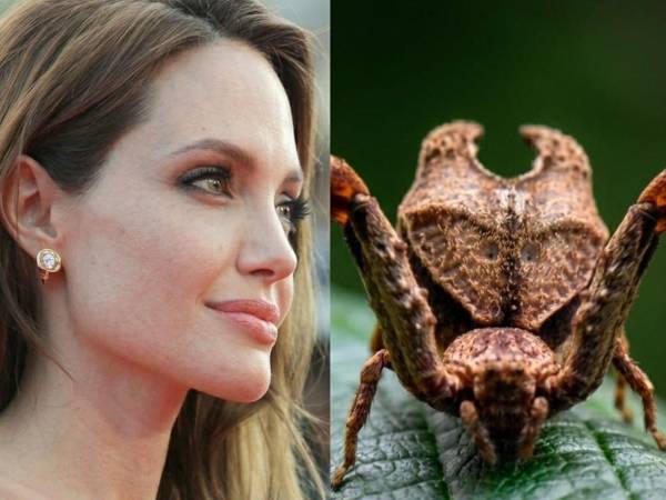 Una de las nuevas especies de araña fue nombrada en honor a la actriz Angelina Jolie