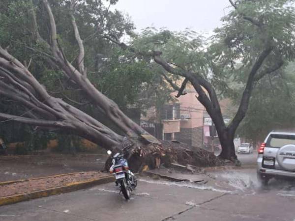 En el sector del hotel Honduras Maya, bajando por el edificio rojo, se cayó un árbol, obstaculizando por completo una vía.