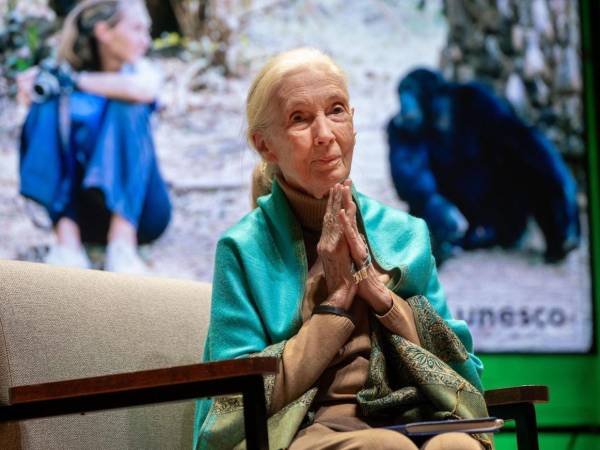 Durante la entrevista junto al director estadounidense Brad Falchuk, Goodall repasó su legado y compartió algunos detalles como sus primeras observaciones sobre la esposa del personaje ficticio Tarzán.