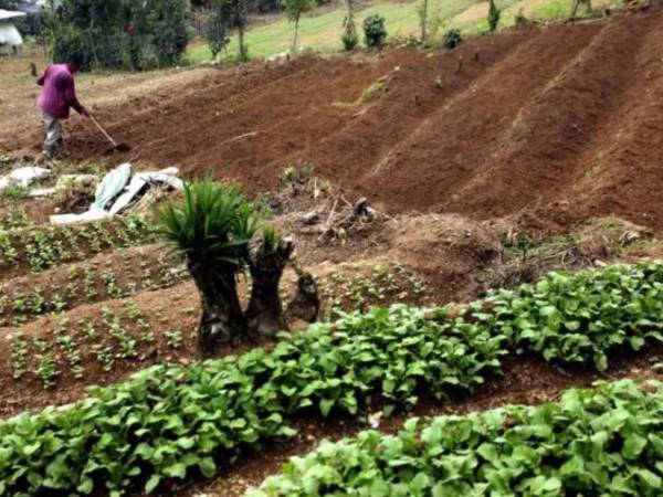 Las autoridades de Cenaos advirtieron sobre la falta de lluvias en abril, lo que provocará que la siembra de primera se retrase al menos una semana.