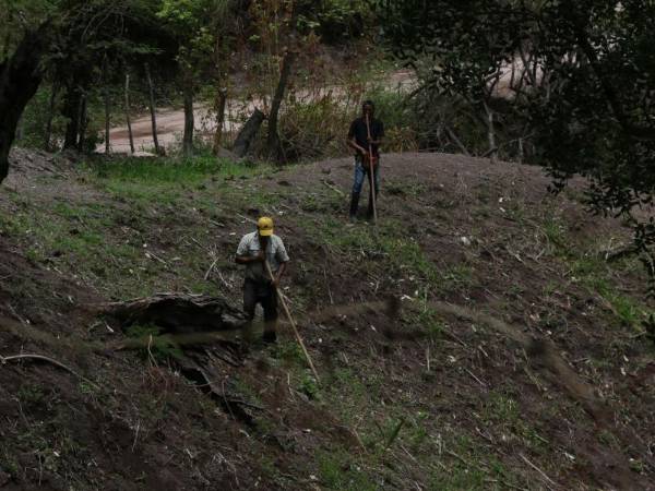 El impacto de la falta de agua en las cosechas de Honduras mantiene en alerta a productores. Desde Cenaos dijeron que solo habrá entre 30 y 40 días de lluvia y que luego viene una etapa de sequía.