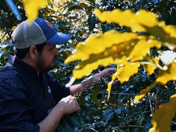 Las autoridades proyectan que la producción de café alcanzará alrededor de 7.3 millones de quintales al finalizar la cosecha.
