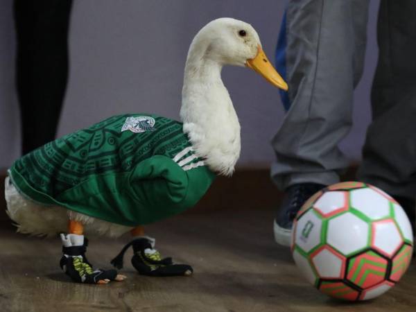 Su propietaria reclamó este derecho ante el “abuso” de empresas que “lucraron” con la imagen de la mascota no oficial de la Copa del Mundo.