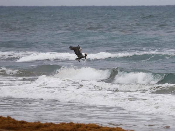 Erin podría convertirse el jueves en huracán, el primero de la temporada del Atlántico.