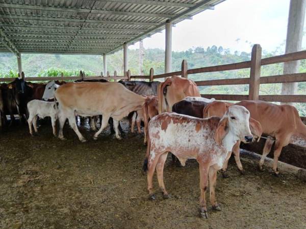 Los ganaderos de Honduras buscan mejorar los hatos con la incorporación de biotecnología a través de alianzas internacionales y con el apoyo de las autoridades gubernamentales.