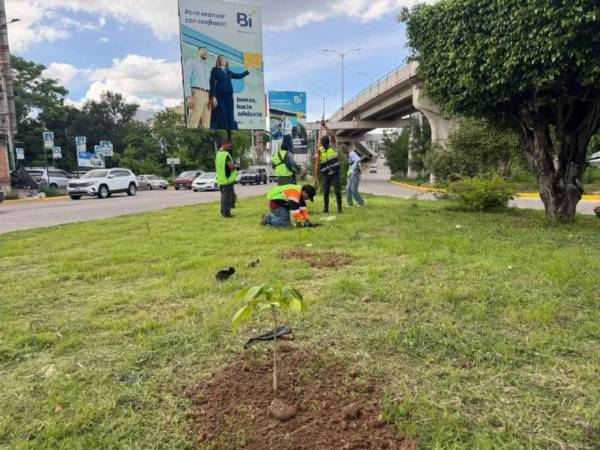 De acuerdo con la municipalidad, en lo que va del año se han sembrado más de 40,000 plantas en distintos sectores de Tegucigalpa y Comayagüela.