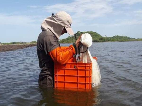 Uno de los sectores más afectados con la no ampliación del RIT es la camaricultura, con 34 empresas, de acuerdo con la Andah.