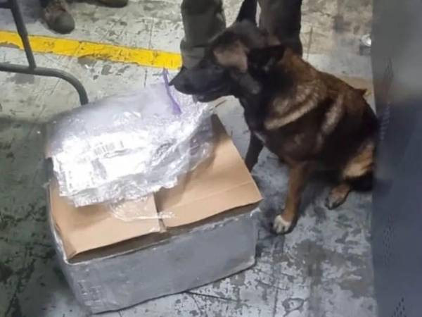 Las autoridades antinarcóticos lograron encontrar la droga oculta entre alimentos que iba rumbo a EE UU.