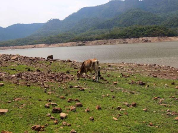 De acuerdo con la Umaps, la represa Los Laureles se encuentra al 40% de su capacidad, mientras que La Concepción registra apenas un 33%.