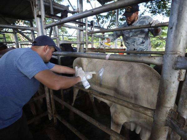 Personal de la SAG revisan a los animales que ingresan a los corrales y presentan lesiones abiertas.