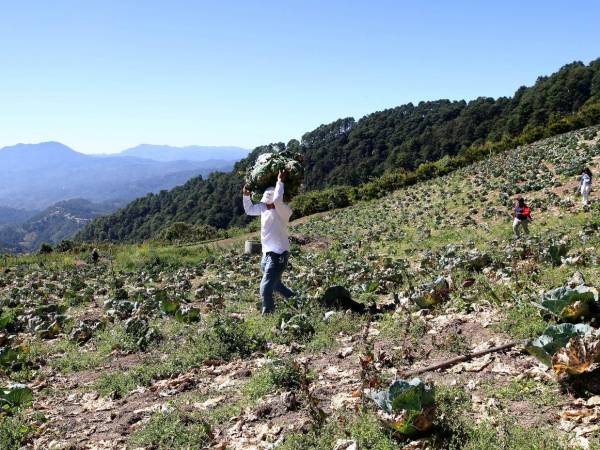 Agricultores de la zona montañosa denuncian altos costos en insumos y aseguran que intermediarios obtienen la mayor ganancia en mercados capitalinos.