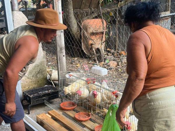 La AMDC trabaja con expertos para identificar la vocación productiva y las necesidades específicas de cada aldea, como la reciente entrega de gallinas ponedoras a las familias de Río Hondo.