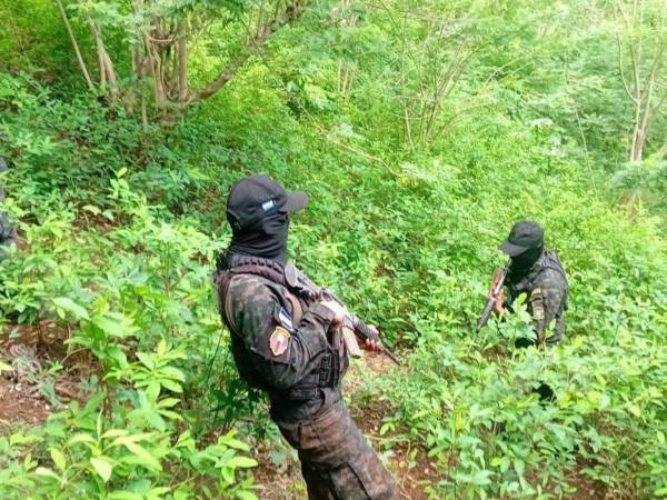 Equipos tácticos de las Fuerzas Armadas aseguraron la plantación de arbusto de hoja de coca tras realizar trabajos de investigación en el municipio de Iriona, Colón.