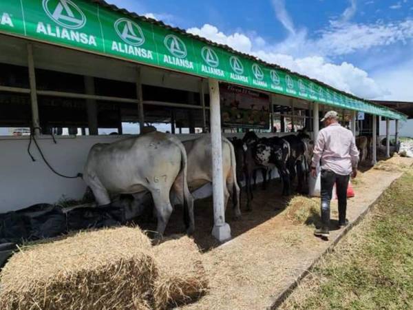 La exposición se extenderá hasta el 16 de septiembre e incluye juzgamiento de ganado, cabalgata, rodeos, festival ranchero, show canino y la tradicional Subasta Ganadera.