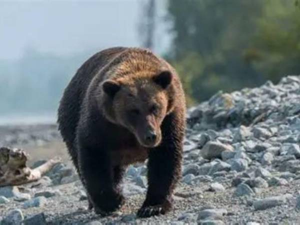 El Departamento Pesca y Caza de Alaska inició una investigación y cerró la zona del incidente por precaución.