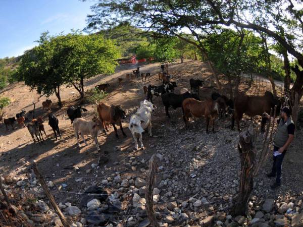 Las fuentes de agua se han secado y, antes de que las vacas mueran, muchos ganaderos prefieren venderlas a precios bajos.