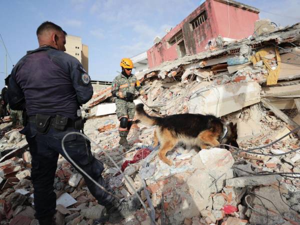 Con unidades caninas buscan más víctimas de los terremotos.