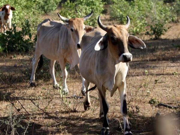 El ganado está desapareciendo de muchos hogares: por la sequía, los animales mueren o sus dueños se ven obligados a venderlos.