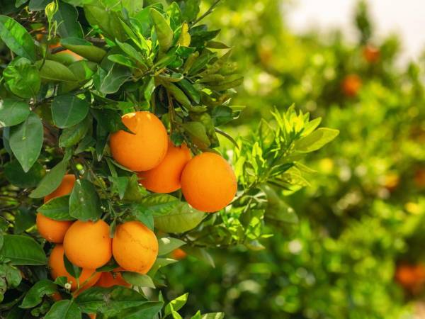 La naranja es una de las frutas más asociadas al fortalecimiento del sistema inmunológico gracias a su contenido de vitamina C. Consumirla de forma regular puede contribuir al funcionamiento normal de las defensas y aportar antioxidantes que ayudan a proteger las células.