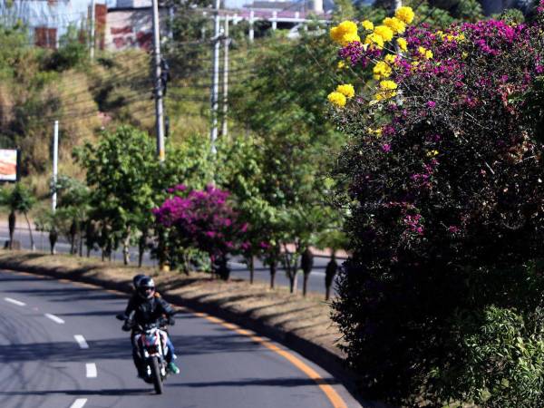 Los sectores de la capital que más registran árboles florales es el bulevar Suyapa, calle Real de Comayagüela y el barrio La Granja.