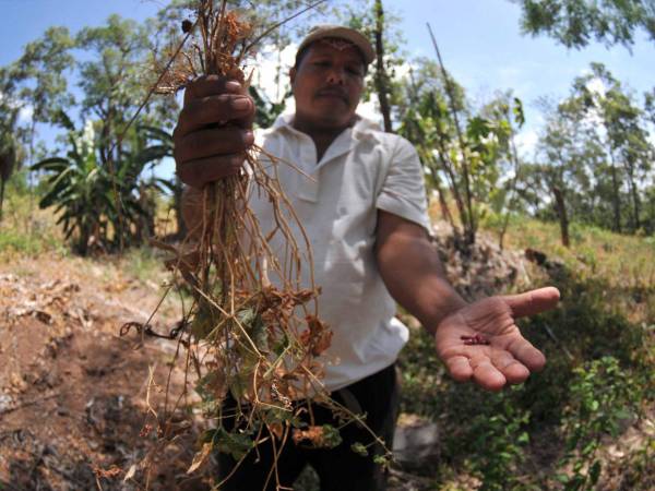 Los cultivos de frijol, uno de los alimentos de mayor consumo en Honduras, también se perdieron.