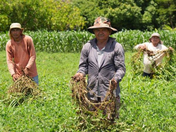 El informe indica que las perspectivas positivas de cosecha probablemente mejoraron la disponibilidad de alimentos.