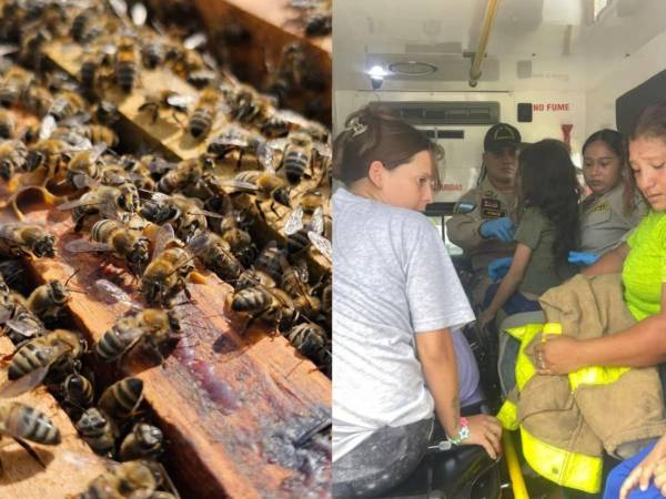 Una familia fue atacada por un enjambre de abejas en Tegucigalpa, dejando a seis personas afectadas, entre ellas, tres menores de edad.